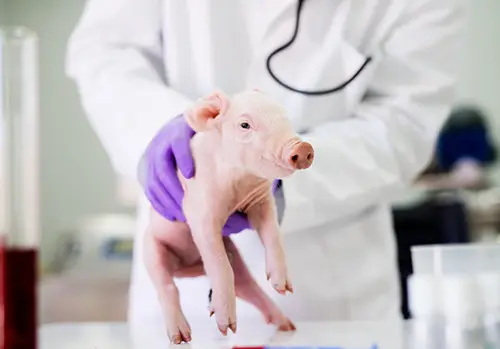 Pig examination at laboratory.