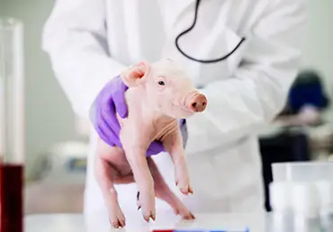 Pig examination at laboratory.