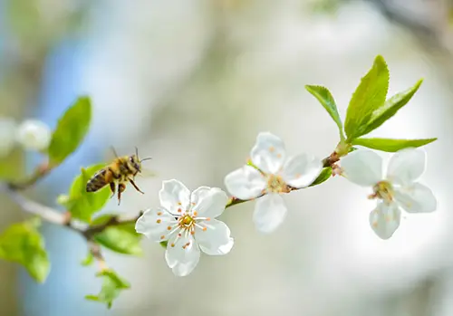 Spring green tree bloom and bee 