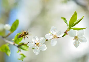 Spring green tree bloom and bee