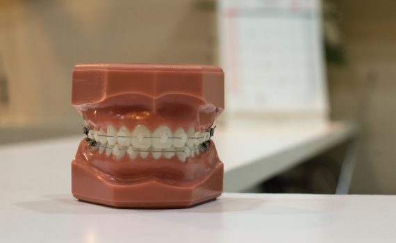model of human healthy teeth