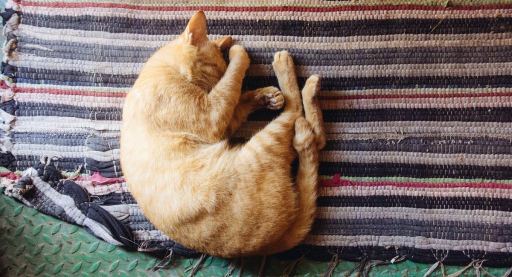 how to sleep well
how to sleep
sleeping
sleeping cat
cat on rug
cat in ball sleeping
