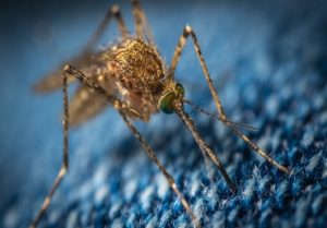 genetically modified mosquitoes