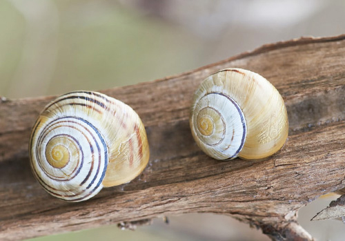 Two rounded snail shells rest on a dry branch.