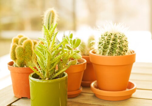 Radiation-combating cactus plants sit in the sunlight.