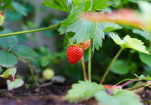 Strawberries are a great addition to any spring garden.