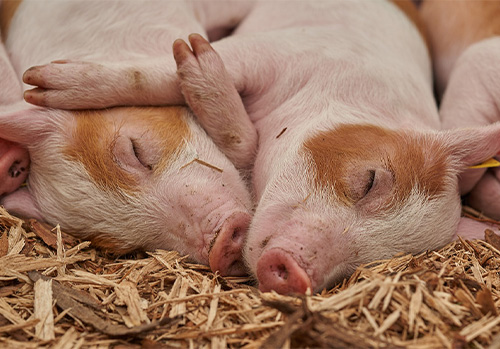 Piglets resting on hay