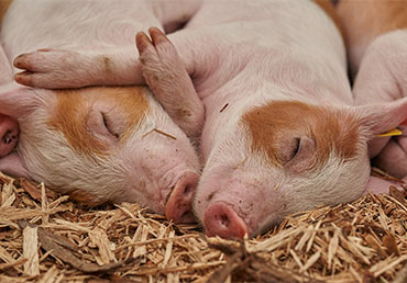 Piglets getting eight hours of sleep on hay