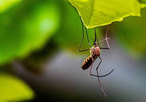 A mosquito hanging off a leaf