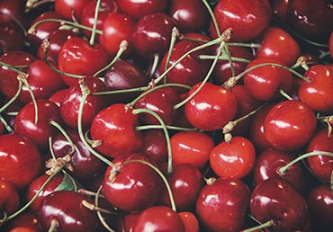 A closeup of a bunch of cherries are seen.